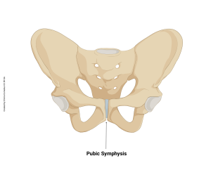 A rendering showing the pubic symphysis as a amphiarthrotic joint