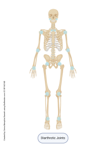 An image showing various diarthrotic joint locations.