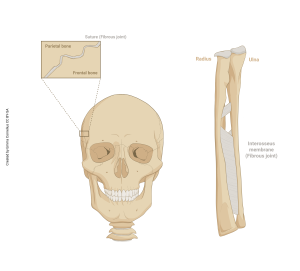 A rendering showing the skull sutures and interosseous membrane between the radius and ulna as fibrous joints.