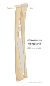 A rendering of the interosseous membrane as an example of both fibrous and amphiarthrotic joints.