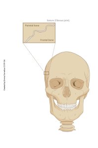 A rendering showing the sutures of the skull classified as both fibrous and synarthrotic.