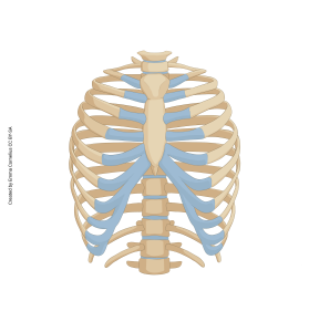 A rendering showing the joint between the ribs and sternum as cartilaginous joints.