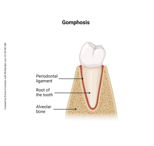 A rendering showing a gomphosis joint between the tooth and bone.