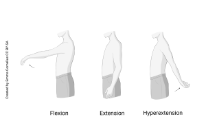 Drawing showing joints movements of flexion, extension, hyperextension.
