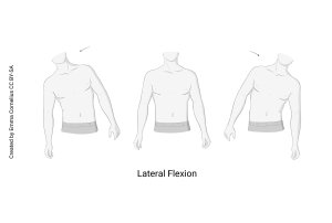 Drawing showing lateral flexion as a possible joint movement.