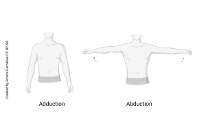Drawing showing adduction and abduction joint movements.
