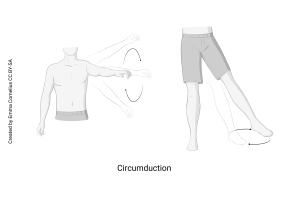 Drawing showing the joint motion of circumduction