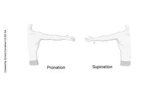 Drawing showing the joint motions of pronation and supination