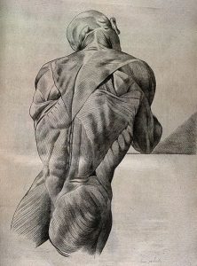 A drawing showing the posterior musculature of the head and trunk.