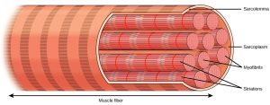 An illustration of skeletal muscle muscle fiber showing the sarcomeres and striations