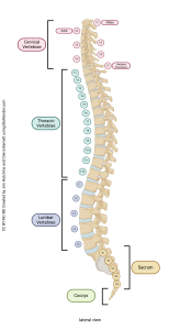 A rendering showing the features of the vertebral column.