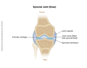 A rendering showing the structures of the knee as an example of a synovial joint.