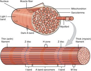 A rendering showing the a muscle fiber with sarcomere features.