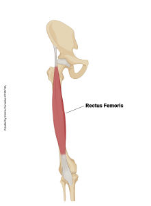 An illustration showing the origin and insertion of the rectus femoris muscle.