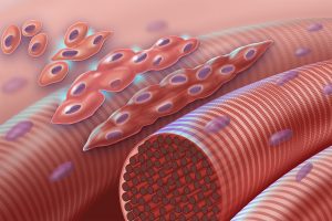 An image showing the embryonic muscle cells fusing together.