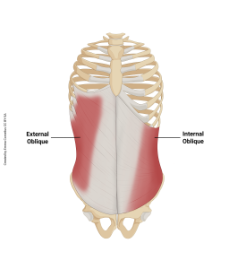 A rendering of the abdominal aponeurosis with muscle identified.