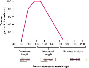 A graphic showing the length tensions relationship of muscle fibers.
