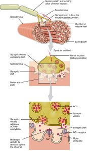 An illustration showing the neuromuscular junction with neurostransmitter release.