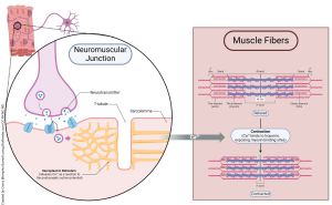 A rendering showing the neuromuscular junction with the corresponding muscle and muscle fibers.