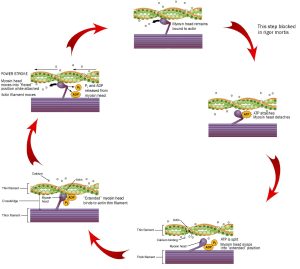 An illustration showing the steps of the cross-bridge cycle.