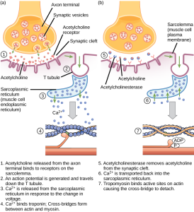 An illustration showing muscle depolarization leading to the steps of muscle contraction, leading back to relxation.