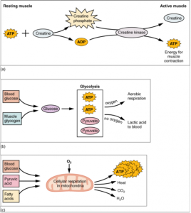 An diagram showing muscle metabolism in the production of ATP through various routes.
