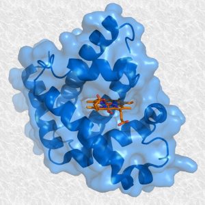 A rendering of a myoglobin molecule.