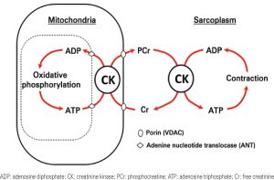 Muscle metabolism outlined by processes in the mitochondria and sarcoplasm.