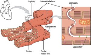 An illustration showing the features of cardiac muscle with mitochondria.