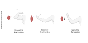 An image showing concentric, eccentric, and isometric muscle contractions.