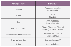 A table showing the naming features and examples of muscles named by those features.