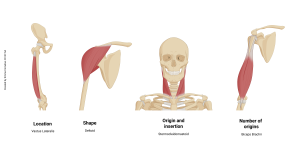 Naming Feature Example(s) Location Extraocular muscles Biceps Brachii Shape Deltoid Trapezius Size Gluteus maximus Pectoralis major Number of origins Triceps (“three-head”) brachii Biceps (“two-head”) brachii Location and/or direction of fibers Transversus abdominus External oblique Origin and insertion Sternocleidomastoid Action Adductor hallucis
