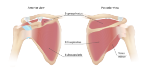 An illustration showing the muscles of the rotator cuff with their attachments.