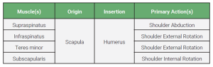 A table showing the muscle, origin, insertion of the rotator cuff muscles.