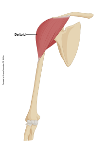 An illustration highlighting the origin and insertion of the deltoid muscle.