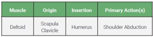 An table relaying the origin, insertion, and action of the deltoid muscle.