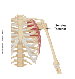 An illustration highlighting the origin and insertion of the serratus anterior muscle.