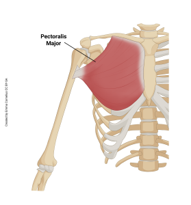 An illustration highlighting the origin and insertion of the pectoralis major muscle.