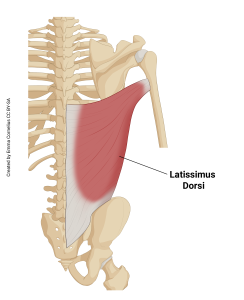 An illustration highlighting the origin and insertion of the latissimus dorsi muscle.
