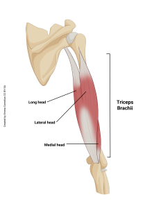 An illustration highlighting the origin and insertion of the triceps brachii muscle.