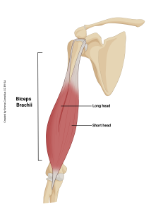 An illustration highlighting the origin and insertion of the biceps brachi muscle.