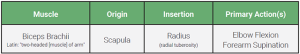 An table relaying the origin, insertion, and action of the biceps brachii muscle.