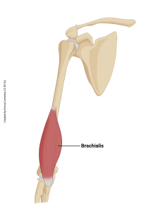 An illustration highlighting the origin and insertion of the brachialis muscle.