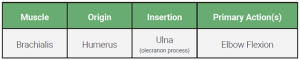 An table relaying the origin, insertion, and action of the brachialis muscle.