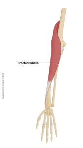 An illustration highlighting the origin and insertion of the brachioradialis muscle.
