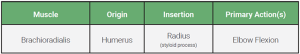 An table relaying the origin, insertion, and action of the brachioradialis muscle.