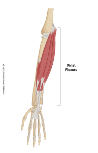 An illustration highlighting the origin and insertion of the wrist flexors muscle group.