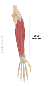 An illustration highlighting the origin and insertion of the wrist extensors muscle group.
