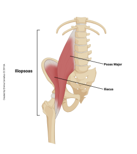 An illustration showing the origin and insertion of the iliopsoas muscle.