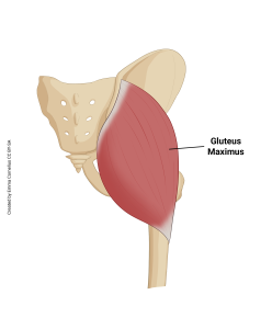 An illustration showing the origin and insertion of the gluteus maximus muscle.